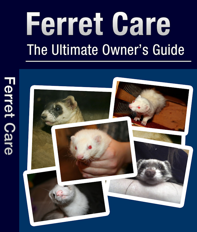 Ferret Care The Ultimate Owner's Guide Payhip