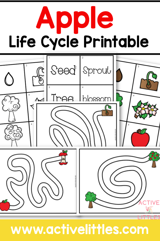 printable-apple-life-cycle
