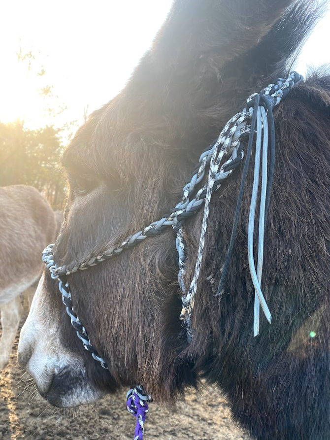 Easy Fit Donkey Halter with Matching Lead Payhip
